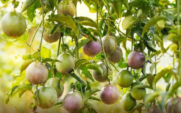 Giải pháp thúc đẩy phát triển chanh leo bền vững