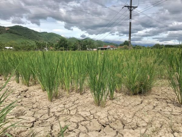 Quảng Trị: Hơn 1400 ha lúa nguy cơ bị mất trắng do ảnh hưởng của nắng nóng