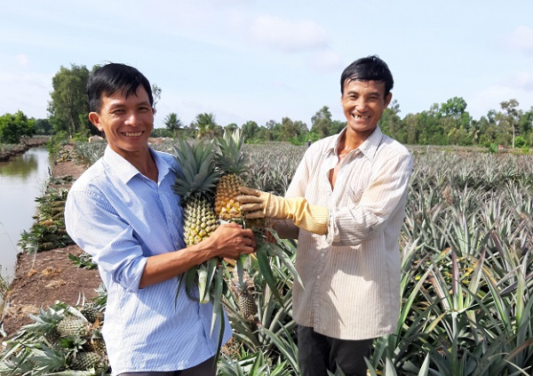 giá dứa tại Hậu Giang liên tục tăng cao