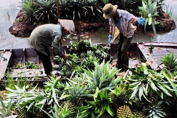 Hậu Giang: Người dân bội thu mùa dứa