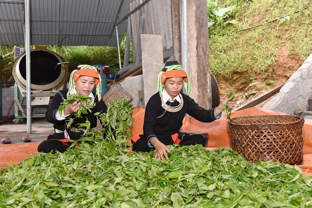 Ph&aacute;t triển ch&egrave; theo hướng an to&agrave;n đ&atilde; gi&uacute;p nhiều hộ d&acirc;n ở H&agrave; Giang c&oacute; th&ecirc;m thu nhập, cải thiện cuộc sống