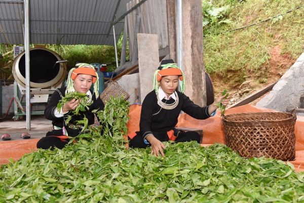 Hà Giang: Thêm 1.091 ha chè được công nhận đạt chuẩn hữu cơ Hà Giang: Thêm 1.091 ha chè được công nhận đạt chuẩn hữu cơ