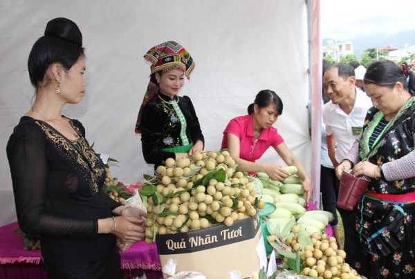 Kết nối tiêu thụ, xuất khẩu nhãn Sơn La
