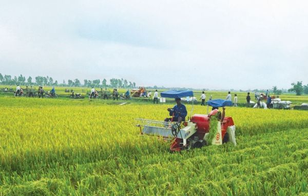 Quảng Ngãi: Tái cơ cấu ngành nông nghiệp thành công tại Sơn Tịnh