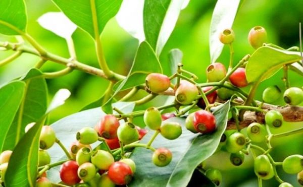 Lá vối và công dụng trong dân gian