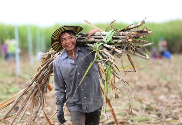 N&ocirc;ng d&acirc;n đang thu hoạch m&iacute;a