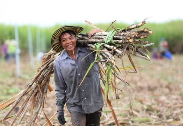 Bao tiêu mía cho nông dân từ 770 - 800 đồng/kg trong niên vụ đang sản xuất