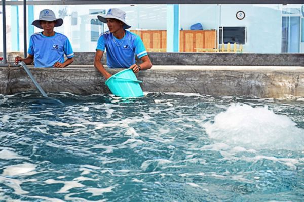 Ninh Thuận: Phấn đấu đạt tốc độ tăng trưởng giá trị sản xuất thủy sản bình quân từ 2 đến 3%/năm