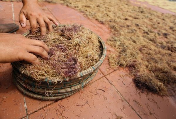 Quảng Nam: Ứng dụng trồng rong câu chỉ vàng trong ao nuôi tôm