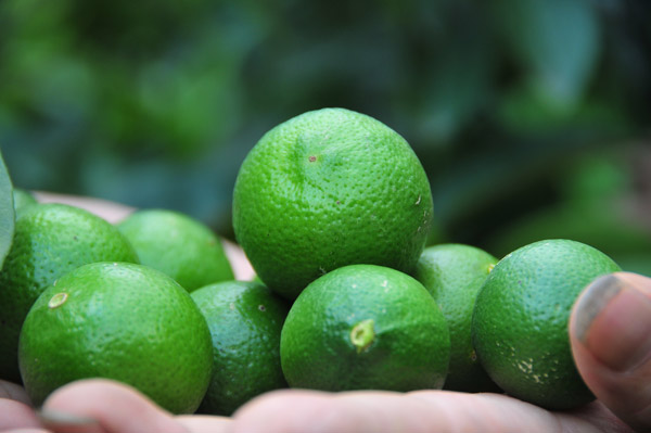 Trái chanh tứ quý ở Tân Dân nhập giống từ Úc, khi trưởng thành to gần gấp hai lần chanh thường