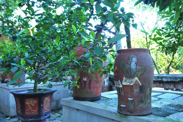 Nhiều hộ trồng chanh tứ quý ở Tân Dân cung cấp dịch vụ từ trồng cây đến chăm sóc chanh cảnh