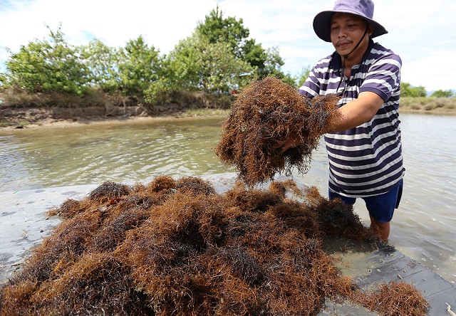 Rong c&acirc;u chỉ v&agrave;ng được nhiều người d&acirc;n tại th&ocirc;n H&ograve;a B&igrave;nh, x&atilde; Tam H&ograve;a trồng mang lại hiệu quả kinh tế