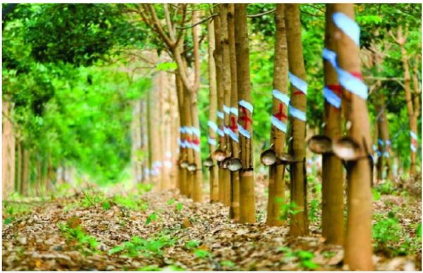 Giá cao su hôm nay 7/7: Phiên chiều tiếp đà tăng