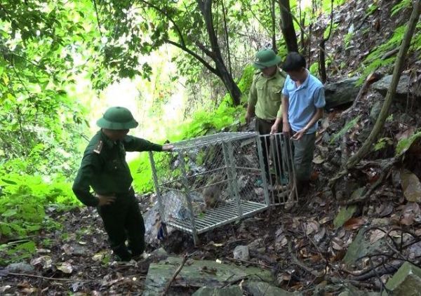 Hà Giang: Thả hai cá thể khỉ về rừng ở Xín Mần