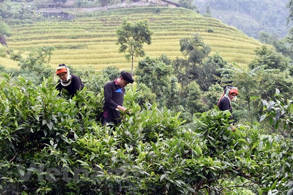 Trong 6 tháng đầu năm 2020, toàn huyện trồng mới được thếm 10,8ha chè.