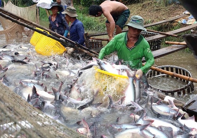 212 mặt h&agrave;ng thuỷ sản được hưởng thuế 0% ngay khi EVFTA c&oacute; hiệu lực