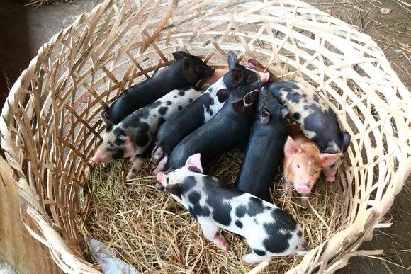 Quảng Nam: Chỉ tái đàn lợn khi đủ điều kiện