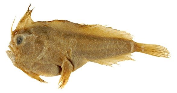 Loài cá tay trơn bị tuyệt chủng ở thời hiện đại Loài cá tay trơn bị tuyệt chủng ở thời hiện đại