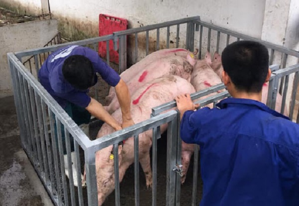 giá thịt lợn hôm nay 8/7