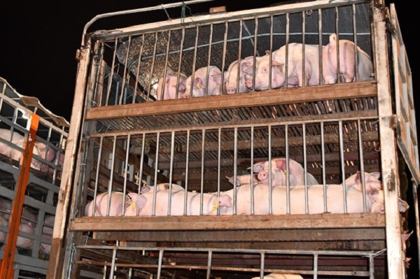 C&ocirc;ng t&aacute;c t&aacute;i đ&agrave;n lợn vẫn đang được đẩy mạnh nhằm đảm bảo nguồn cung thịt lợn v&agrave; hạ gi&aacute; thịt lợn trong nước