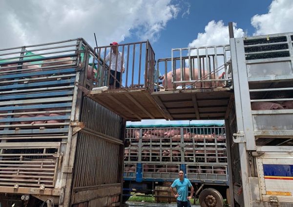 Thêm 1.000 con lợn sống được nhập từ Thái Lan về Việt Nam Thêm 1.000 con lợn sống được nhập từ Thái Lan về Việt Nam