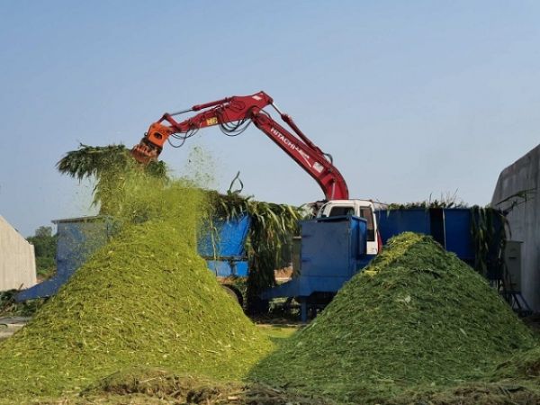 Quảng Ngãi: Tạo vùng nguyên liệu thức ăn cho chăn nuôi bò sữa