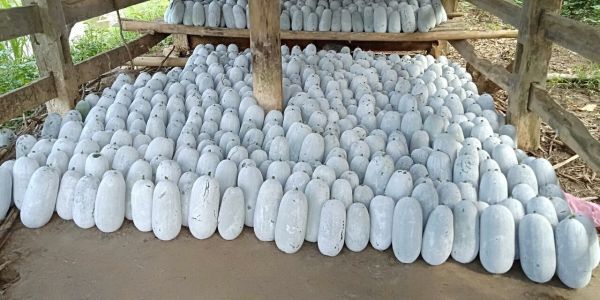 Sắp diễn ra Tuần lễ giới thiệu bí xanh thơm, gạo Japonica của tỉnh Bắc Kạn tại Hà Nội Sắp diễn ra Tuần lễ giới thiệu bí xanh thơm, gạo Japonica của tỉnh Bắc Kạn tại Hà Nội