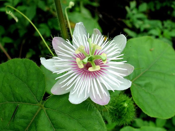 Hoa lạc ti&ecirc;n c&oacute; m&agrave;u t&iacute;m trắng