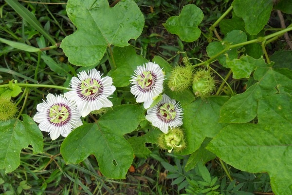 C&acirc;y lạc ti&ecirc;n c&oacute; rất nhiều c&ocirc;ng dụng trong đ&ocirc;ng y như điều trị mất ngủ, thanh nhiệt, điều trị bệnh lỵ,&hellip;
