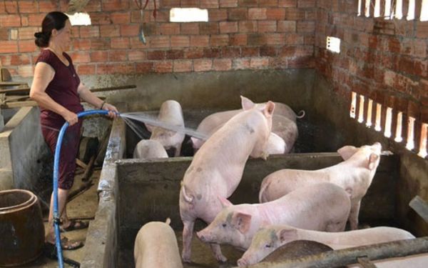 Các hộ chăn nuôi nhỏ lẻ chưa nên tái đàn