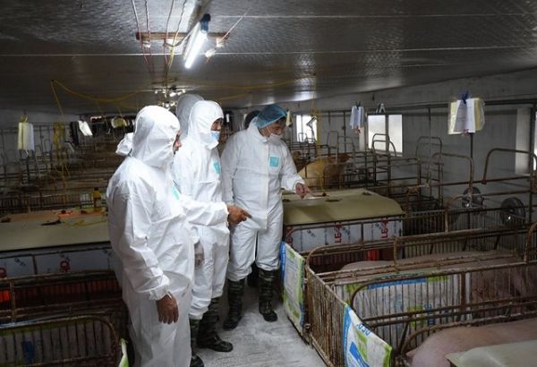 Giá thịt hôm nay 9/7: Lợn hơi tiếp tục đi ngang