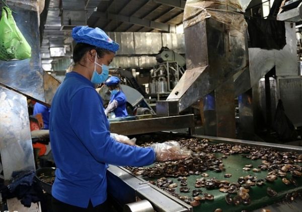 Nửa đầu năm, nhập khẩu hạt điều giảm mạnh