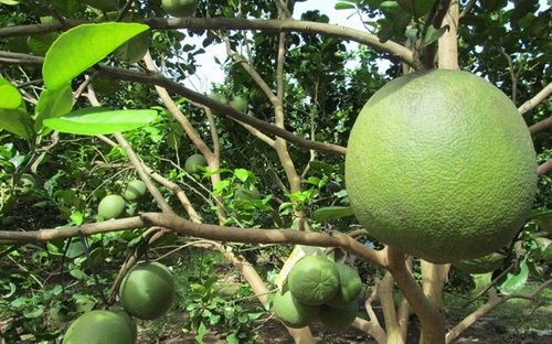 Vườn tạp ở trung du miền núi đem lại hiệu quả kinh tế