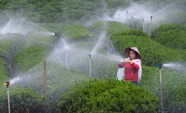 Tăng nhẹ khối lượng, giá trị xuất khẩu chè 6 tháng vẫn giảm hơn 8%