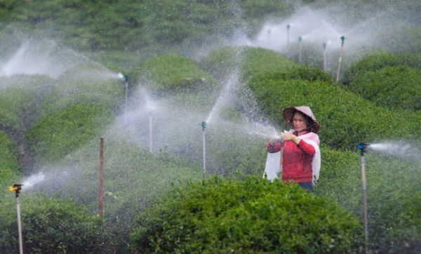 6 tháng đầu năm, xuất khẩu chè tăng nhẹ về khối lượng, giảm nhẹ về giá trị