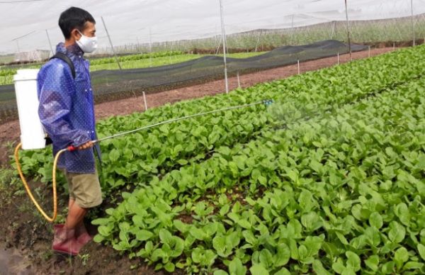 Tổng kết mô hình trình diễn 'Máy phun thuốc trong trồng rau' Tổng kết mô hình trình diễn 'Máy phun thuốc trong trồng rau'