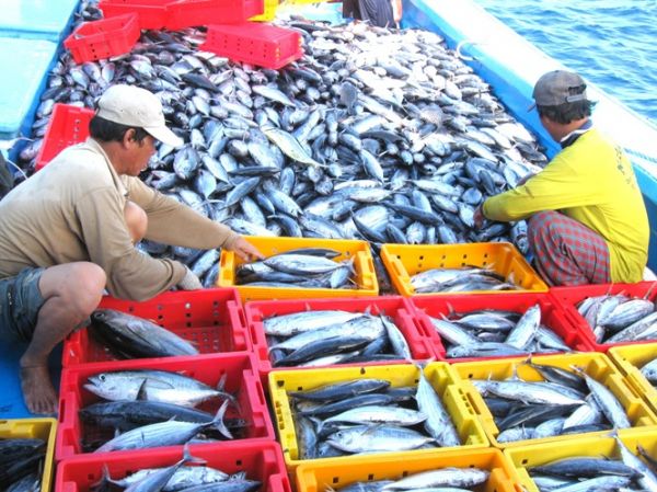 Báo chí nước ngoài đánh giá cao nỗ lực của Việt Nam trong gỡ bỏ 'thẻ vàng' IUU