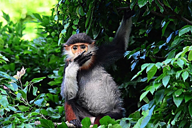 x&acirc;y dựng Quy hoạch bảo tồn đa dạng sinh học quốc gia thời kỳ 2021-2030, tầm nh&igrave;n đến năm 2050.