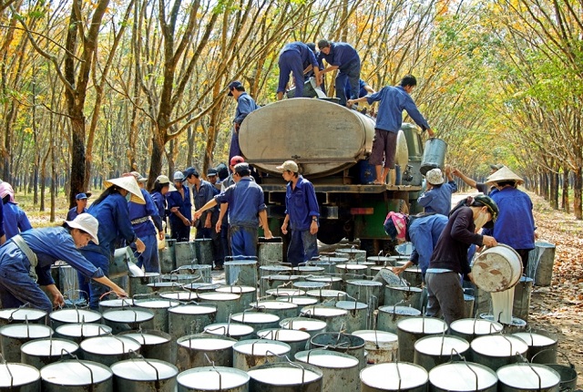 Cao su Phước H&ograve;a (PHR) đ&atilde; nhận hỗ trợ 456 tỷ động đền b&ugrave; đất dự &aacute;n Khu c&ocirc;ng nghiệp Nam T&acirc;n Uy&ecirc;n