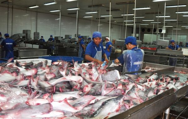 Thắt chặt kiểm tra dư lượng kháng sinh của cá tra sang Hoa Kỳ Thắt chặt kiểm tra dư lượng kháng sinh của cá tra sang Hoa Kỳ