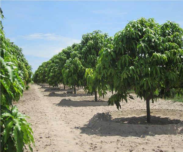 Tăng năng suất cây xoài nhờ áp dụng phương pháp tưới tiết kiệm