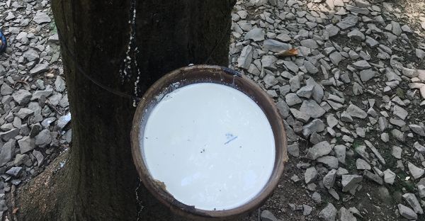 Giá cao su hôm nay 10/7: Phiên chiều quay đầu giảm