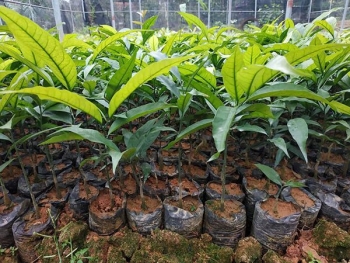 Thanh Hóa: Nhân giống thành công 7.600 cây rau Sắng quý