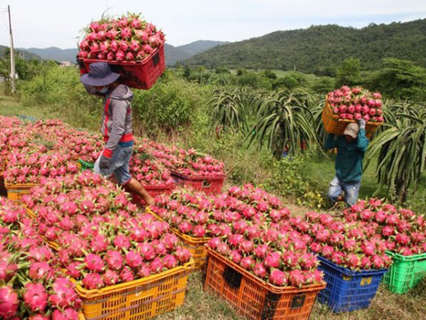 Thanh long khan hàng, thương lái Trung Quốc tích cực mua gom