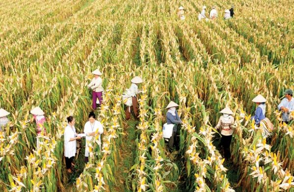 Hà Nội: Thúc đẩy phát triển dịch vụ logistics trong nông nghiệp