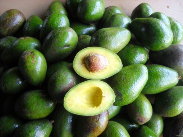 Sơn La: Bơ Mộc Châu mang lại hiệu quả kinh tế cao