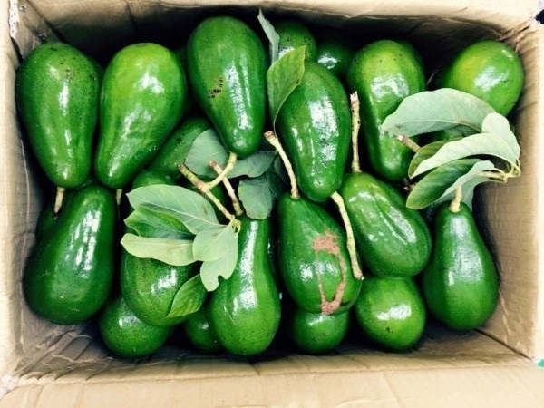 Tìm hiểu được biết, cây bơ trồng trên đất Mộc Châu từ những năm 1990