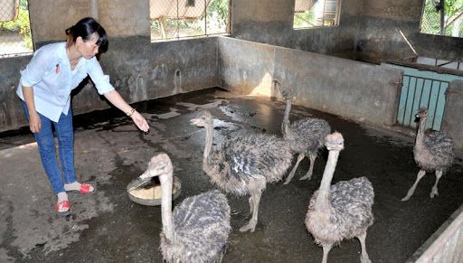 Hưng Yên đẩy mạnh cơ cấu lại ngành chăn nuôi