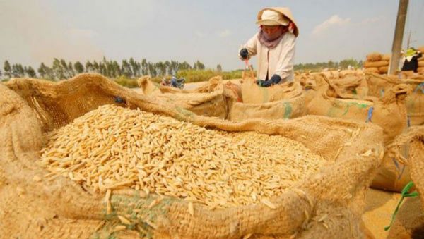 Giá gạo hôm nay 11/7: Phiên sáng cuối tuần tăng nhẹ