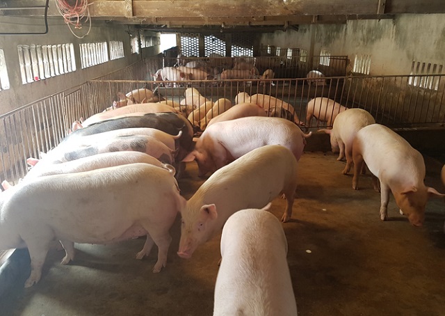 giá thịt lợn hôm nay 11/7